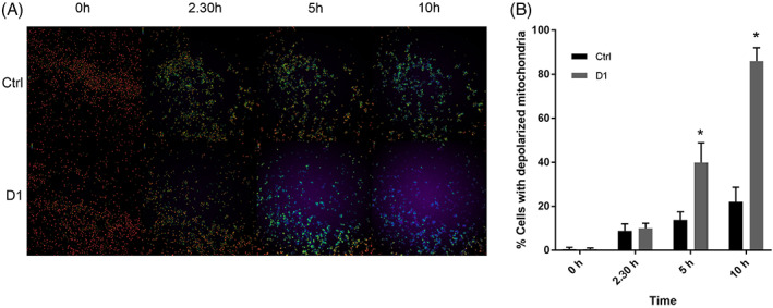 (a) Live imaging microphotographs taken with a 10x objective. Ratiometric view ranging from violet (totally depolarized mitochondria) to bright green (polarized mitochondria) shown at different time points (0, 2.30, 5 and 10 hr) in the control (Ctrl) and in the cells treated with D1 cells. Each image composing the panel shows an area of 1770 μm × 1770 μm. (b) Histogram showing the number of polarized mitochondria positive cells for each condition at 0, 2.30, 5 and 10 hr, *p < 0.05 compared to control. For all panels, data are expressed as mean ± SD (n = 6 per group)