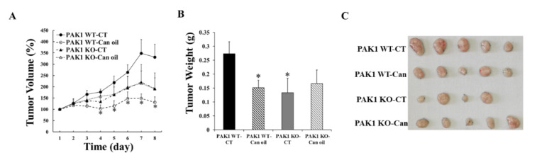 PAK1 knockout blocked the inhibition of cannabis oil on pancreatic tumour growth. Murine pancreatic cancer (PC) cells were subcutaneously injected into the flanks of PAK1 wild type (WT, n = 10) and knockout (KO, n = 9) male mice (8-week old). After 5 days of tumour cell injection and when the average tumour volumes reached 50 mm3, cannabis oil (Can-oil) containing CBD and THC with 1:1 ratio, was given orally every day for 8 days. Tumour volumes (A) were measured daily and tumour weight (B) was determined at the end of the experiment. (C): photos of tumors dissected at the end of the experiment. CT: control, Can: cannabis oil, Can-oil: cannabis oil. *, p < 0.05 compared to non-treated PAK1 WT control.