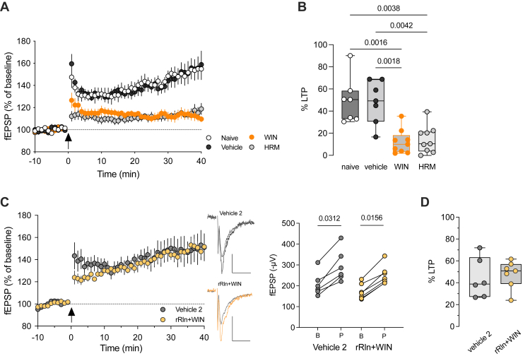Prefrontal cortex administration of recombinant reelin prevents LTP impairment induced by synthetic cannabinoid exposure. (A) Average (±SEM) time courses of fEPSPs normalized to respective baselines in naïve-, vehicle-, WIN-treated, and adolescent HRM male mice. (B) Box (median, 25th–75th percentiles) and whiskers (minimum to maxixum) plot with individual values (mice) for each experimental group showing the percentage of potentiation obtained 30 to 40 minutes after TBS (η2 = 0.542, p = .0004, Kruskal-Wallis test). (C) Average (±SEM) time courses of normalized fEPSP responses showing similar TBS-LTP in rRln+WIN-treated mice (n = 7 slices/5 mice) compared with vehicle 2-treated mice (n = 6 slices/3 mice). Representative traces averaged from 10 fEPSP responses before (gray) and 40 minutes after TBS. Stimulation artifacts were blanked. Calibration: 100 μV, 10 ms. Right: fEPSP amplitudes of individual experiments before and 30 to 40 minutes after TBS in rRln+WIN- or vehicle 2-treated mice. Wilcoxon tests. (D) Box and whiskers plot (box: median, 25th–75th percentiles; whiskers: minimum to maximum) with individual values showing the percentage of potentiation measured 30 to 40 minutes after TBS. Mann-Whitney test. Only p values < .05 are displayed. B, baseline; fEPSP, field excitatory postsynaptic potential; HRM, heterozygous reeler mouse; LTP, long-term potentiation; P, post TBS; rRln, recombinant reelin; TBS, theta burst stimulation; WIN, WIN 55,212-2.