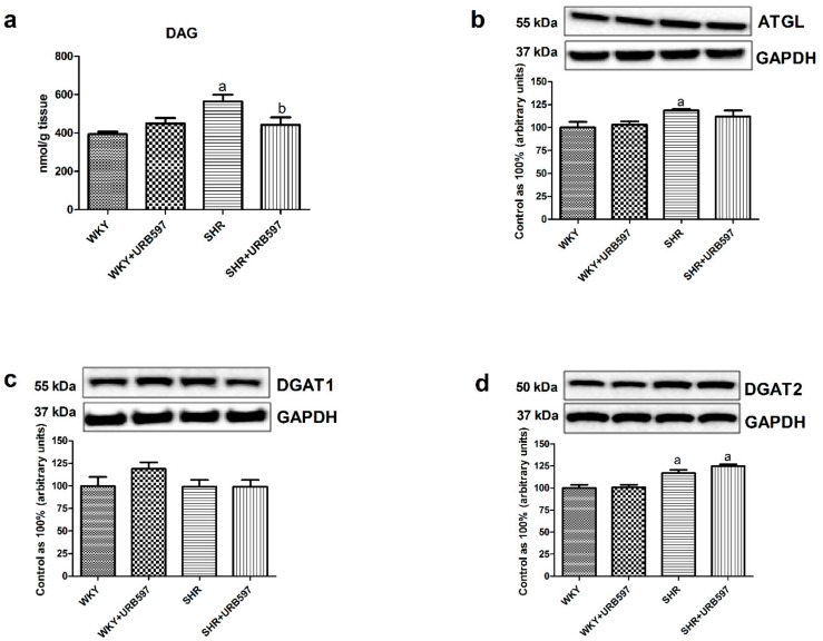 The effect of chronic URB597 treatment on the left ventricle content of diacylglycerols (DAG) (a) as well as total expression of adipose triglyceride lipase—ATGL (b), diacylglycerol acyltransferase 1—DGAT1 (c) and diacylglycerol acyltransferase 2—DGAT2 (d) in the control Wistar Kyoto rats (WKY) and spontaneously hypertensive rats (SHRs). Total expression of the above proteins was presented as a percentage difference compared to the control group, which was set as 100%. The data are expressed as the mean ± SD, n = 6 in each group. a P < 0.05 significant difference: control group (WKY) vs. examined group; b P < 0.05 significant difference: SHR vs. SHR + URB597.
