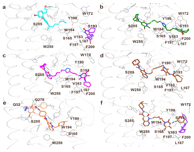 Optimized docking poses of: (a) CP55,940 and EC21a in ternary complex with CB2R; (b) FD22a, (c) JR22a, (d) JR64a, (e) JR14a in complex with CB2R; (f) JR64a and EC21a in ternary complex with CB2R. Hydrogen bonds are represented in cyan lines. The ribbon of residues 162–172, near the putative allosteric site, is removed in (a–d) for clarity.