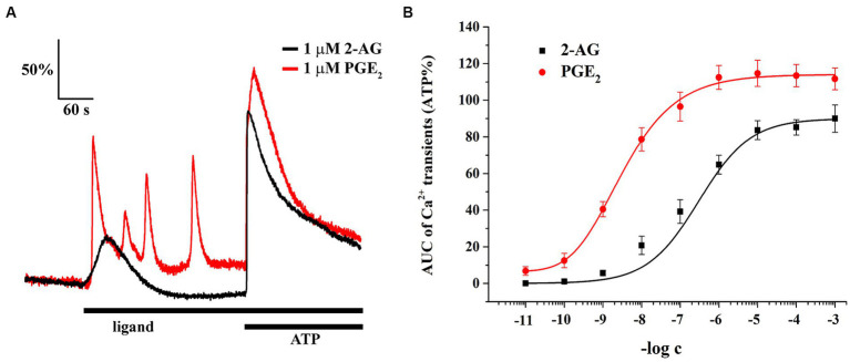 Both 2-AG and PGE2 induce calcium transients in spinal cultured astrocytes. Equimolar concentration of PGE2 is more potent and efficacious than 2-AG at inducing calcium transients (A,B). n = 18 cells.