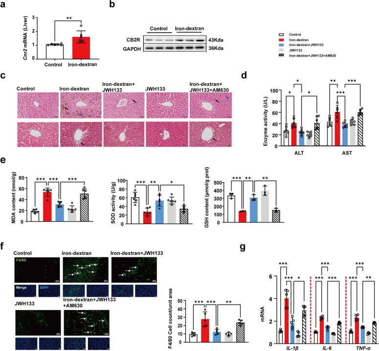 Pharmacological CB2R activation mitigates iron overload-induced liver injury, oxidative stress, and inflammation in vivo. a Hepatic Cnr2 mRNA levels determined by qRT-PCR (n = 6). b Representative Western blot of CB2R protein in the liver, with GAPDH as the loading control. c Representative images of H&E staining (black arrows indicate iron deposition; blue arrows indicate inflammatory cell infiltration) and Masson staining (scale bar = 50 µm). d Serum ALT and AST activities across all experimental groups (n = 6). e Liver MDA content, SOD activity, and GSH levels indicating oxidative stress and antioxidant status (n = 6, 6, 3 respectively). f Representative immunofluorescence staining for the macrophage marker F4/80 (green) with DAPI counterstain (blue, scale bar = 20 µm) and corresponding quantification of F4/80 positive cells per unit area (n = 5). g Relative hepatic mRNA levels of pro-inflammatory cytokines IL-1β, IL-6, and TNF-α (n = 5). *P < 0.05, **P < 0.01, ***P < 0.001. Data are presented as the mean ± SD for each group. Individual data points are displayed as dots