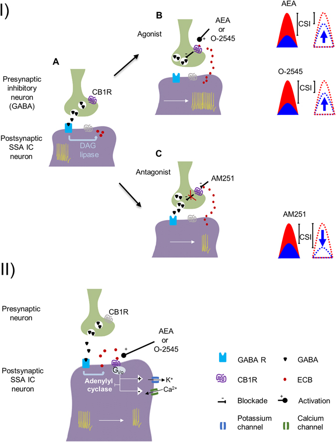 Schematic representation of hypothetical action mechanisms of cannabinoids on IC neurons that exhibit SSA. (I.A) An inhibitory input (probably GABAergic, green) contacting a postsynaptic IC neuron (purple). Basal activity is shown as action potentials (yellow) in the postsynaptic neuron. GABA release affects the activity of the neuron by acting on postsynaptic receptors. (I.B) Agonist drugs that activate presynaptic CB1R on the inhibitory terminal lead to an increase in the firing rate of the postsynaptic neuron due to a decrease in the GABA release. Both agonists produce an increase of the firing rate in response to the standard frequency; thus, the CSI of the postsynaptic SSA IC neuron decreases. We cannot rule out the possible involvement of other neuromodulatory substances in the final result. (I.C) Injection of the CB1R antagonist AM251 producs a blockade of the basal ECB and/or the constitutive activity of the receptors, hence GABA is released, decreasing the firing rate for standard stimuli that results in a CSI increase. (II) If CBRs are located in the postsynaptic neurons, their activation should promote both an inhibition of adenylyl cyclase, and a change in the open probability of ionic channels (K+ and Ca2+) that would lead to a decrease in neuronal activity.
