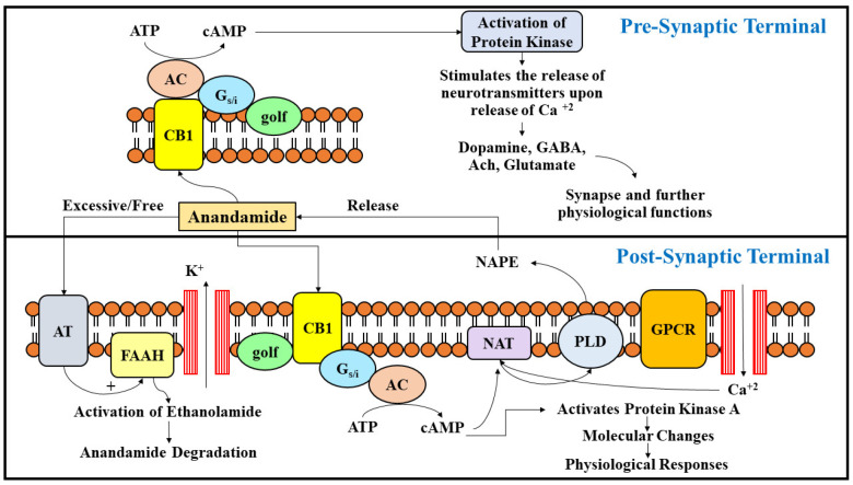 The figure presents a general overview on the synthesis, release, uptake, and degradation of endocannabinoid Anandamide. NAPE is a precursor of lipid, which is the source of release of anandamide upon activation of phospholipase D and further stimulation of GPCR. NAT is a catalytic enzyme which hastens the biosynthesis of NAPE upon release of cAMP and calcium ions. Upon activation of cannabinoid receptors at presynaptic sites, they are released into synapse and further initiate the release of several neurotransmitters which control and modulate various physiological functions in the body. The excitation of neurons is also regulated upon nodulation of the potassium channel, and regulates the release of protein kinases. The action of anandamide is terminated by its cellular uptake via anandamide transporter or its degradation upon activity of FAAH enzyme.