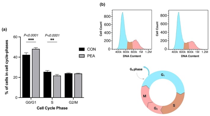 (a) Cell cycle distribution of C2C12 myoblasts following 24 h treatment with PEA (10 μM) or vehicle control (CON), assessed by flow cytometry using propidium iodide (PI) staining. Cell cycle phases determined using appropriate gates based on PI fluorescence histograms, with G₀/G₁‐phase cells identified by lower PI intensity, S‐phase cells by intermediate intensity, and G₂/M‐phase cells by higher intensity. (b) Representative PI fluorescence histogram (FL2‐H, PE channel) illustrating DNA content profiles. Peaks correspond to G₀/G₁ (light blue), S‐phase (brown), and G₂/M (red) cells. Analysis performed using FloJo software (v10). Data are presented as mean ± SD from n = 3 experimental replicates for each dose.