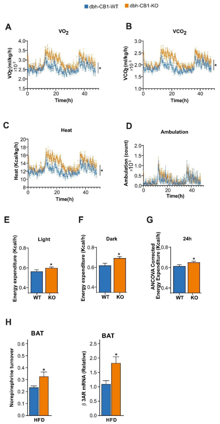 dbh-CB1-KO mice show increased energy expenditure on HFD. (A) dbh-CB1-KO mice show increased oxygen consumption and (B) increased CO2 release. (C) Heat production was increased although no significant statistical difference was observed in (D) ambulation in KO mice as compared with WT control (p ≤ 0.05 by two-way ANOVA; n = 5–8). dbh-CB1-KO mice showed high energy expenditure both in (E) light and (F) dark phase, and (G) ANCOVA analysis of the energy expenditure was calculated using body weight as the covariate. (H) Norepinephrine turnover (NETO) in the BAT of dbh-CB1-KO mice is increased after HFD treatment as compared with dbh-CB1-WT mice. (n = 6–9). * p ≤ 0.05. dbh-CB1-KO mice on HFD show increased β3-adrenergic receptor mRNA in BAT. For M, N, O, and P (n = 5–8), * p ≤ 0.05 by Student t-test. Data are expressed as mean ± SE.
