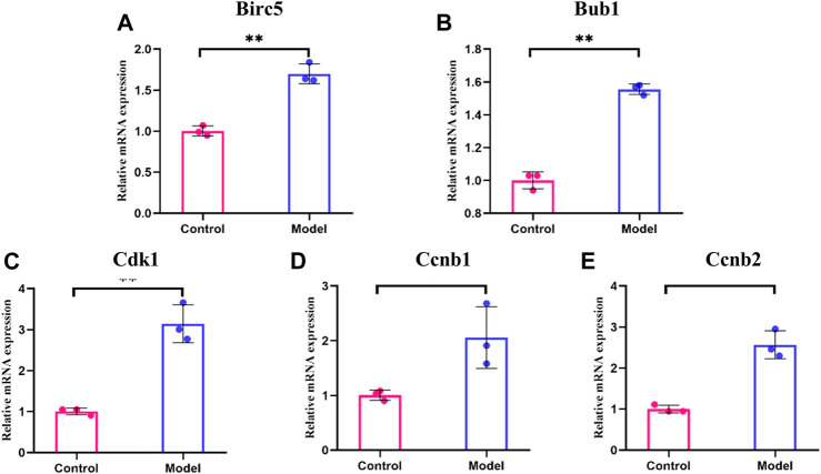 The mRNA levels for hub genes in glycotoxicity model and control group. (A–E) The transcript levels of Birc5, Bub1, Cdk1, Ccnb1 and Ccnb2 were significantly higher in the glycotoxicity model group compared to the control group. All experiments were repeated three times (n = 3). Mean ± SD., *p < 0.05, **p < 0.01.