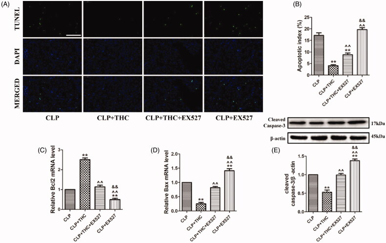 EX527 abolished THC induced prevention of cell apoptosis in renal tissue in septic mice. (A) Representative images of TUNEL staining (scale bar = 50 μm). The apoptotic cells were detected by TUNEL (green) and the nuclei were detected by DAPI (blue). (B) Cellular apoptotic index. (C) Relative Bcl2 mRNA level. (D) Relative Bax mRNA level. (E) Cleaved caspase-3 expression. Data were presented as the mean ± SEM (n = 6 in each group). **p< .01 vs. the CLP group, ^^p< .01 vs. the CLP + THC group, and &&p< .01 vs. the CLP + THC + EX527 group.