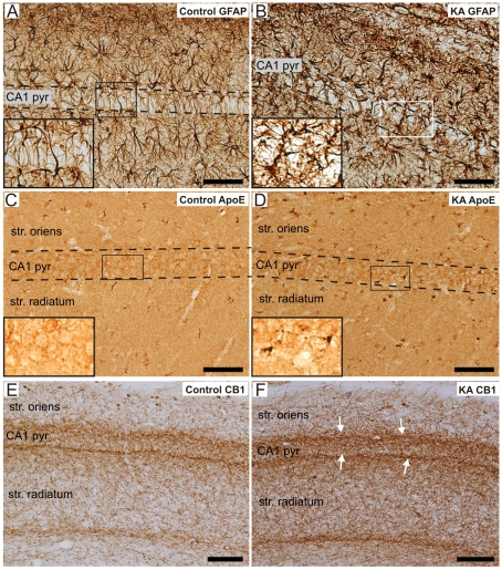 Validation of the microarray results by immunohistochemical staining in control and KA-treated rats.Immunoreactivity of GFAP in a representative control (A) and KA-treated rat (B). Note the increase in GFAP immunoreactivity and the morphological change in astrocytes of the KA-treated rat (insets in A and B). Figs 5 C and D show the immunoreactivity of apo E in a control and KA-treated rat, respectively. Note the increase in apo E immunostaining in some cells within the CA1 pyramidal cell layer of the KA-treated rat compared to the control rat (insets in C and D, respectively). The CB1 immunoreactivity was enhanced more pronouncedly in a KA-treated rat (F) than in a control rat (E) in the borders of the CA1 pyramidal layer with both the stratum oriens and radiatum (white arrows in F). Scale bars: 75 µm in A–D, and 100 µm in E-F. Abbreviations: apo E, apolipoprotein E; CB1, cannabinoid type 1 receptor; CA1 pyr, stratum pyramidale of CA1; GFAP, glial fibrillary protein; KA, kainic acid; str., stratum.