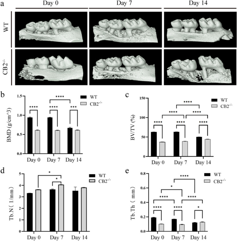 Micro-CT analysis of alveolar bone quality in CB2−/− and WT mice in the maxilla. a Bone mineral density (BMD). b Statistic evaluation of Bone mineral density (BMD). c Statistic evaluation of Relative bone volume fraction (BV/TV). d Statistic evaluation of Trabecular number (Tb.N). e Statistic evaluation of Trabecular bone thickness (Tb.Th). Values are means ± SD. * P < 0.05, *** P < 0.001, and **** P < 0.0001