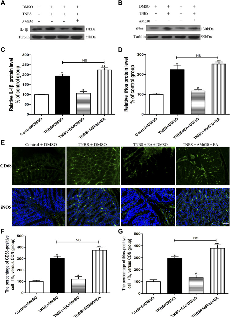 AM630 reverses the EA’s anti-inflammatory effects in TNBS-treated mice. Representative western blot images show the protein level of IL-1β (A) and iNOS (B) in the colon tissues. Summary data show the relative protein levels of IL-1β (C) and iNOS (D) in the colon tissues. (E) Representative images of immunofluorescence staining in which cell membrane were labeled with anti-CD68 and anti-iNOS in the colon tissues. Summary of the number of CD68− (F) and iNOS- (G) positive cells per observation field. Data are expressed as mean ± SEM (n = 6 per group). Scale bar, 50 μm *p < 0.05 versus with Control + DMSO group, #p < 0.05 versus with TNBS + DMSO group, +p < 0.05 versus with TNBS + EA + DMSO group. NS, no significance versus TNBS + EA + AM630 group as indicated.