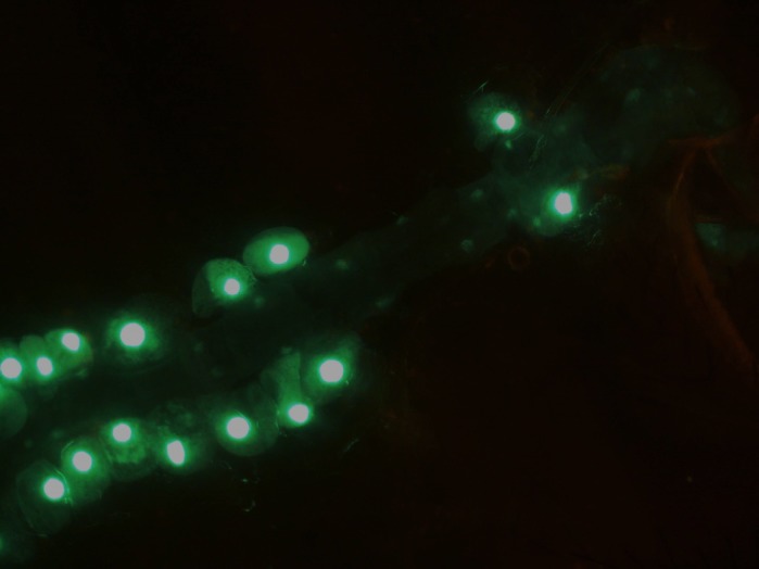 Drosophila melanogaster’s heart at 20× magnification, where the nuclei of cardiomyocytes and pericardial cells express green fluorescent protein (GFP), under the control of the Hand driver.