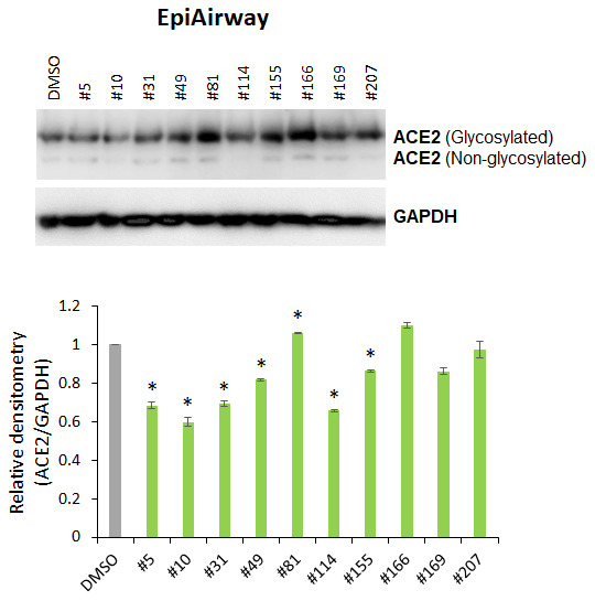 Effects of novel C. sativa extracts on the levels of ACE2 in the normal uninduced human EpiAirway tissue models. Two tissue samples were used per treatment group. Protein extracts were prepared from each sample, and equal amounts of each sample in each group were pooled together. Each bar is an average (with SD) from three technical repeat measurements. * - p<0.05, Student’s t-test.
