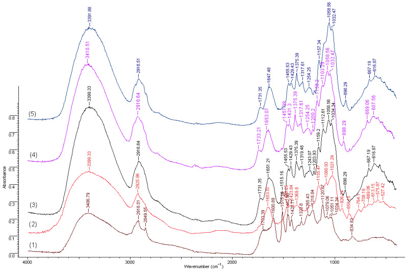FTIR spectra of the samples: (1) Soda lignin—Protobind 2000; (2) Lignosulfonate—Domsjö Lignin DS10; (3) C-LPb2000; (4) C-LSNa; (5) C.
