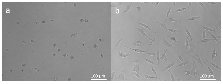 Morphology of WM-266-4 cells exposed to 1.00 µg/mL hemp-ginger extract (a) and control group: WM-266-4 cells in growth medium (b). Magnification 200×.