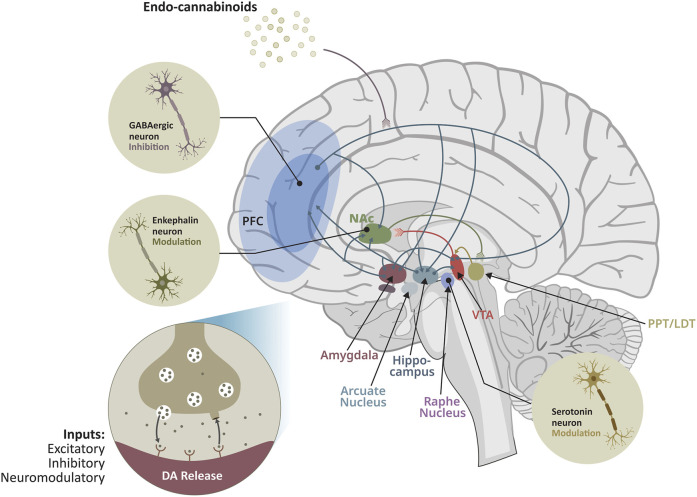 Diagram of a brain showing endocannabinoid signaling pathways affecting regions such as the prefrontal cortex, nucleus accumbens, ventral tegmental area, amygdala, hippocampus, arcuate nucleus, raphe nucleus, and PPT/LDT, with insets depicting GABAergic inhibition, enkephalin neuron modulation, serotonin neuron modulation, and synaptic dopamine release.