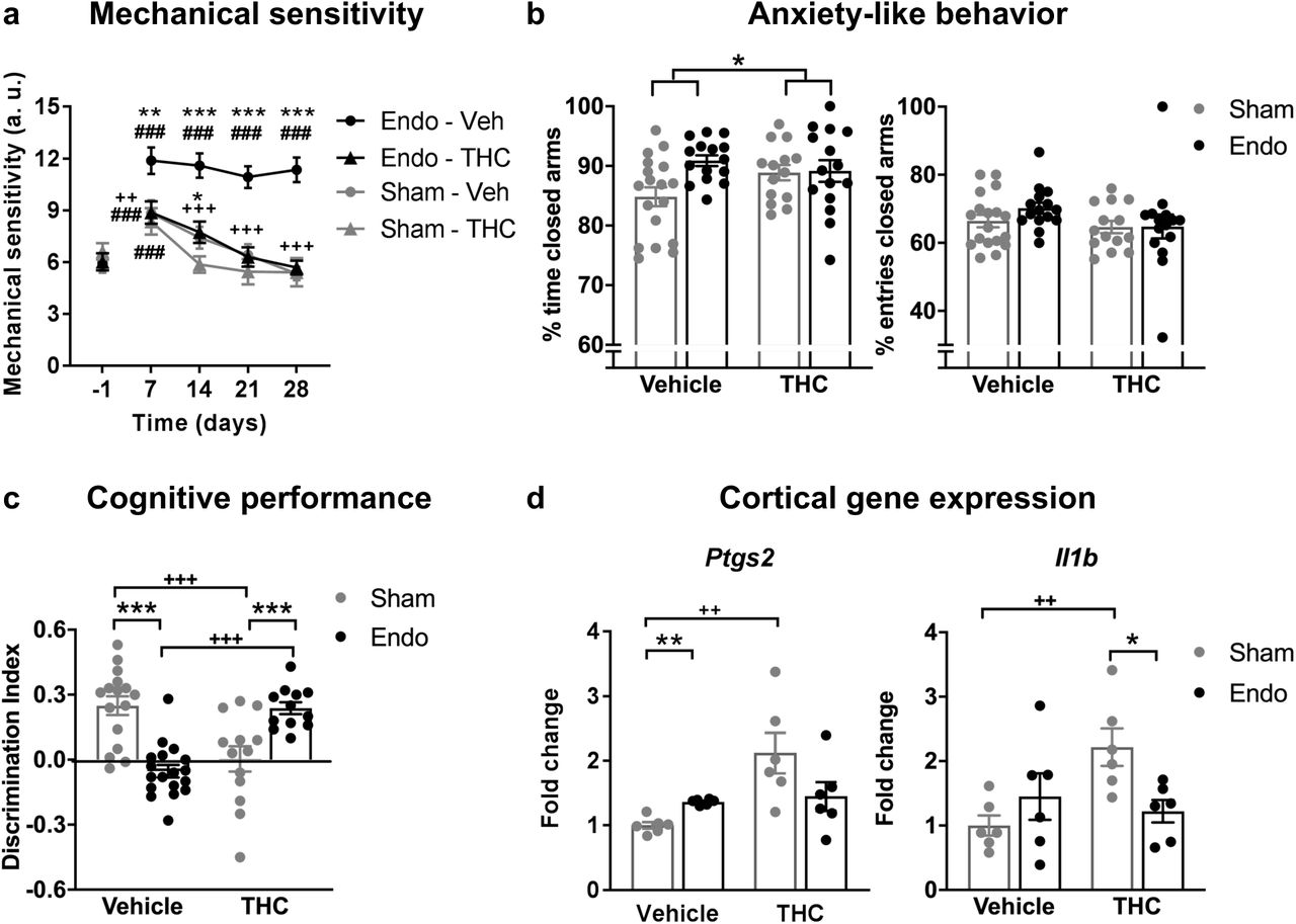 Effects of THC on the behavioral and gene expression changes observed in mice with ectopic endometrium.Repeated THC (a) alleviated mechanical hypersensitivity of endometriosis mice but (b) did not modify anxiety-like behavior. (c) While sham mice receiving THC showed memory impairment, endometriosis mice improved cognitive performance after THC. (d) Memory impairment correlated with expression levels of the genes coding for cyclooxygenase-2 (Ptg2) and interleukin 1-beta (Il1b). Error bars are mean ± SEM. Two-way repeated measures ANOVA + Bonferroni (a), two-way ANOVA + Bonferroni (b and c), and Kruskal-Wallis + Mann Whitney U (d). ###p<0.001 vs baseline. *p<0.05, **p<0.01, ***p<0.001 vs sham. ++p<0.01, +++p<0.001 vs vehicle. Endo, endometriosis; THC, Δ9-tetrahydrocannabinol; a.u., arbitrary units. Figure 3 - figure supplements 1 and 2. Figure 3 - Source Data.