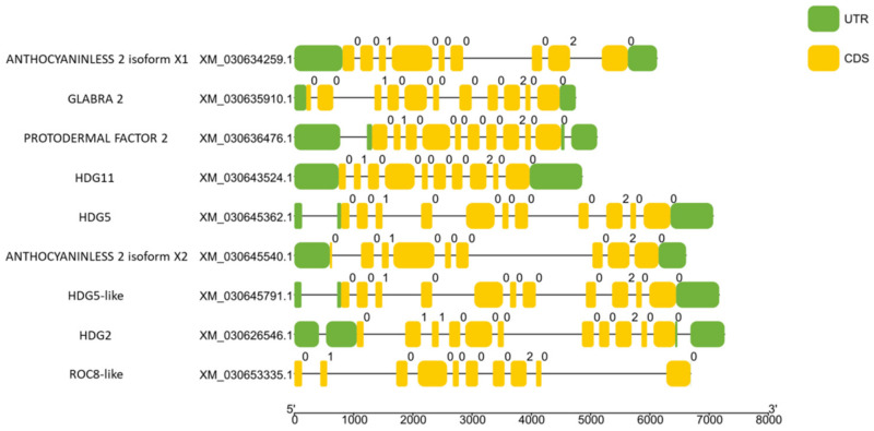 Schematic representation of UTR and intron–exon composition of cannabis HDZ IV genes. Exon end phase 0 indicates no interruption; exon end phase 1 indicates last codon’s last base is in the next exon; exon end phase 2 indicates that the last codon’s last two bases are in the next exon.