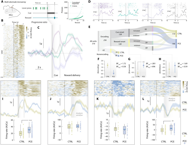 PCE promotes NAc cue-evoked neuronal firing.(A) Chronic multi-electrode microarray NAc implantation and PR task structure schematics. (B) Trial-averaged, cue-aligned PSTH of all recorded NAc units during PR. (C) NAc firing rate patterns uncovered by k-means clustering. (D) Raster (top) and PSTH (bottom) plots of representative neurons pertaining to each cluster. Insets: average waveforms (scale bars, 50 μV and 20 ms). (E) Encoding versus nonencoding, cue onset versus reward onset, and activated versus inhibited units and its treatment assignments. (F to H) Posterior coefficients (β) with credible intervals (vertical lines) from Bayesian logistic regressions evaluating the influence of PCE on each classification step. Bayes factors (BF) for null and PCE-influenced hypotheses are shown as insets. “***” represents “extreme” evidence in favor of the alternative (PCE-influenced) hypothesis. (I to L) (Top) Trial-averaged heatmap depicting all neurons’ activity from each cluster. (Middle) Group-averaged NAc firing rate. Vertical solid line: cue onset. Shaded gray areas and vertical dashed lines indicate the time window used for parametric analyses. (Bottom) Trial-averaged firing rates (AUC) during analysis window from the cue-activated (t91 = 3.64 and ***P > 0.001) (nCTRL = 25 and nPCE = 68), reward-activated (t57 = 0.88 and P = 0.38) (nCTRL = 35 and nPCE = 29), cue-inhibited (t33 = 0.85 and P = 0.39) (nCTRL = 13 and nPCE = 22), and reward-inhibited units (**t67 = 2.72 and P = 0.008) (nCTRL = 37 and nPCE = 32). For box plots, the center line represents the median; the cross illustrates the average; the bounds of the box depict the 25th to 75th percentile interval; and the whiskers represent the minima and maxima.