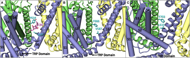 (A) A close up of CBD (pink) bound in rTRPV2 (adapted from PDB: 6U88) with Y634 and L537 in cyan. Helices S1–S4 and S6 are shown as cartoon tubes with S5, the pore helix, and the TRP domain shown as cartoon ribbons. (B) A close up of hTRPV3 (adapted from PDB: 6MHO) with comparable residues F666 and V587 shown in cyan. Helices S1–S4 are shown as cartoon tubes and S5-TRP domain are shown as cartoon ribbons. (C) A close up of Xenopus tropicalis TRPV4 (adapted from PDB: 6BBJ) which shares 78% sequence homology with human TRPV4. F703 and L610 are shown in cyan. Helices S1–S4 are shown as cartoon tubes, and S5-TRP domain are shown as cartoon ribbons.