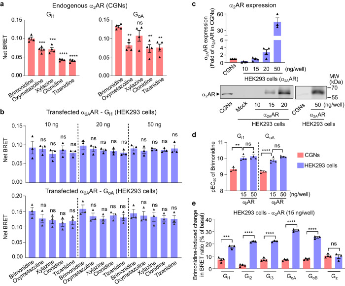 Activity of endogenous α2AR detected by the Gi/o protein sensors.a Effect of the indicated α2AR agonists on the net BRET of the Gi1 and GoA sensors in CGNs co-transfected with Gαi1Nluc and VenusGγ2 or GαoANluc and VenusGγ2 (amounts of cDNA as in Fig. 2a). b Effect of the indicated α2AR agonists on the net BRET of the Gi1 and GoA sensors in HEK293 cells co-transfected with the mouse α2AAR (10 ng, 20 ng or 50 ng), and Gβ1, VenusGγ2 and Gαi1Nluc or GαoANluc as in Fig. 2a. Saturating concentrations of brimonidine (10 μM), oxymetazoline (100 μM), xylazine (50 μM), clonidine (100 μM), tizanidine (100 μM) were used in (a, b). c Detection of α2AR in cell membranes of CGNs, mock-transfected HEK293 cells and HEK293 cells transfected with indicated amount of α2AR, by western blotting. Values are mean ± SEM normalized as fold of α2AR expression in CGNs from four independent experiments. d The pEC50 of brimonidine in CGNs (n = 3) and transfected HEK293 cells (n = 4) with indicated amount of α2AR measured by Gi1 or GoA sensor. e Percentage of change in BRET ratio between GαNluc and VenusGγ2 induced by brimonidine between GαNluc and VenusGγ2 in HEK293 cells (n = 3) (α2AR: 15 ng/well per 96-well plate) or CGNs (n = 4) for the indicated Gαi1, Gαi2, Gαi3, GαoA, GαoB or Gαz sensors (amounts of cDNA as in Fig. 2a). Values are mean ± SEM from at least three biologically independent experiments each performed in triplicate or quadruplicate in (a, b, d, e). a, n = 4; b, n = 3; (d, e), CGNs, n = 3; HEK293 cells, n = 4. Data are analysed using one-way ANOVA with a Dunnett’s post-hoc multiple comparison test to determine significance (compared with brimonidine in a, b). Data are analysed using unpaired t-test (two-tailed) in (e). ****p < 0.0001, ***p < 0.001, **p < 0.01 and not significant (ns). The raw data and p-values are available in source data provided as a Source Data file.