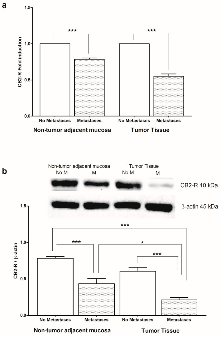 (a) Cannabinoid receptor 2 (CB2-R) mRNA levels in non-tumor adjacent mucosa and tumor tissue from colorectal cancer patients with and without metastases. Data are expressed as Fold induction. *** p < 0.005 (Student’s t-test). (b) Western blotting analysis of CB2-R protein in the same patients. Representative blots are also shown (No M = No Metastases; M = Metastases). * p < 0.05, *** p < 0.005 (ANOVA and Tukey’s multiple comparison test).