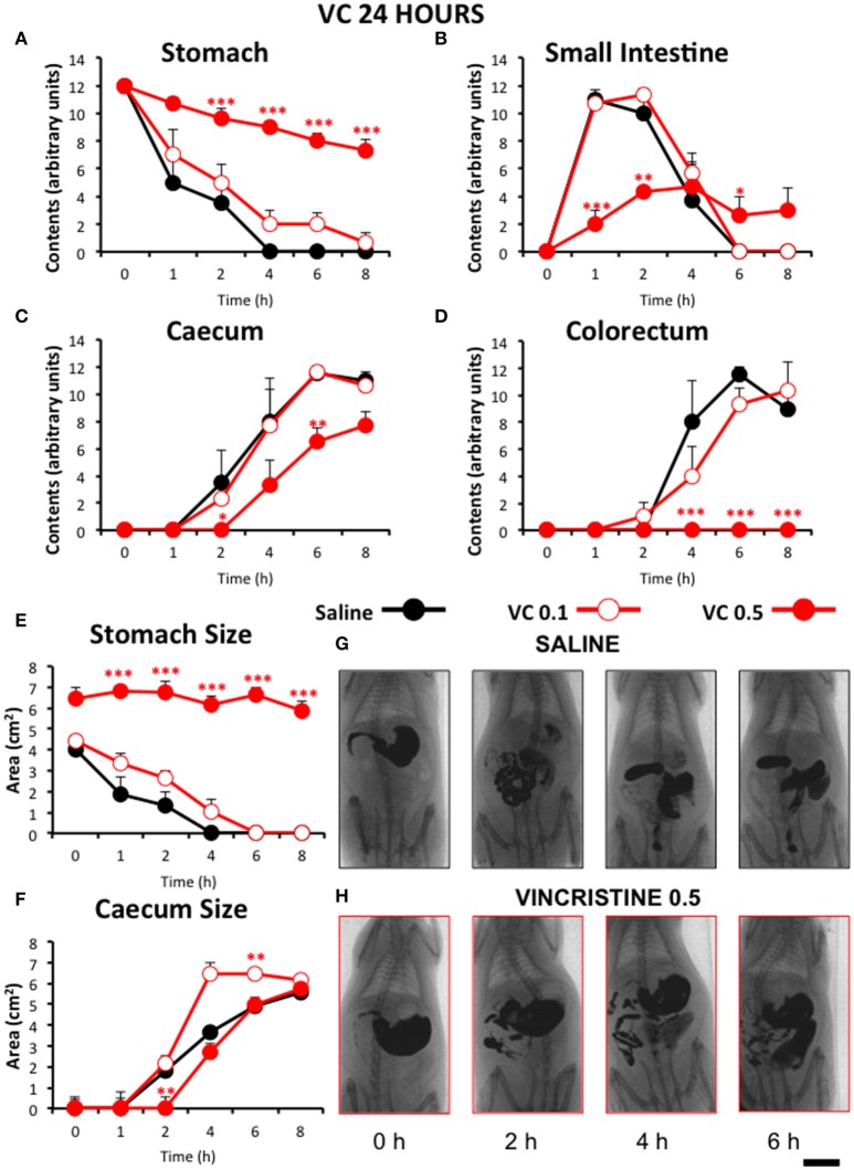 Effect of vincristine 24 h after administration on gastrointestinal motor function in the rat. Gastrointestinal motor function was evaluated by radiological methods (see text) in: (A) stomach (gastric emptying); (B) small intestine; (C) caecum and (D) colorectum. Rats were injected intraperitoneally (i.p.) with: saline (1–2 ml/kg) or vincristine at 0.1 (VC 0.1) or 0.5 mg/kg (VC 0.5). Barium sulfate (2.5 ml, 2 g/ml) was intragastrically administered 24 h after drug administration and X-rays were taken 0–8 h after. The size of stomach (E) and caecum (F) was determined with Image J. Data represent mean ± SEM. *p < 0.05, **p < 0.01, ***p < 0.001 vs. saline (two-way ANOVA followed by post-hoc Bonferroni multiple comparison test). (G,H) Representative images of animals treated with saline and VC 0.5, taken at different times throughout the experiment. n = 8 each group. Scale bar: 23 mm.