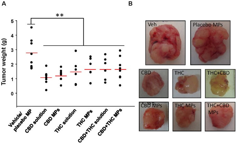 Cannabinoid-loaded microparticles reduce the weight of U87MG cell-derived tumour xenografts.(A) Effect of the local administration of placebo MPs, THC-loaded MP (75 mg of MP containing approximately 6.15 mg of THC per administration, one administration every 5 days), CBD-loaded MP (75 mg of MP containing approximately 6.7 mg of CBD per administration, one administration every 5 days), a mixture (1∶1 w:w) of THC- and CBD-loaded MP (37.5 mg of THC-loaded MP and 37.5 mg of CBD-loaded MP per administration, one administration every 5 days), THC (15 mg/kg/day corresponding to 0.5 mg THC per day), CBD (15 mg/kg/day corresponding to 0.5 mg THC per day) or THC + CBD (7.5 mg/kg/day of THC and 7.5 mg/kg/day CBD corresponding to 0.25 mg of THC and 0.25 mg of CBD per day) on tumour weight on the last day of the treatment. (B) Photographs of representative tumors of each experimental condition. (n = 7; ** p<0.01 from vehicle/placebo MPs-treated tumours).
