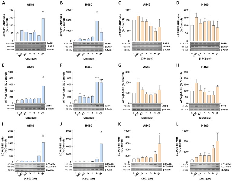 Concentration-dependent effect of CBG and CBC on PARP cleavage, yielding cleaved PARP (cPARP; A–D), ATF4 expression (E–H), and conversion of LC3-I to LC3-II (I–L) in A549 and H460 cells. Cells were incubated with CBG or CBC at the indicated concentrations for 24 h. Bar graphs show densitometric analysis of the blots. cPARP, PARP, LC3A/B-I, LC3A/B-II, and ATF4 were normalized to β-actin. ATF4 levels and cPARP/PARP and LC3A/B-II/LC3A/B-I ratios are expressed relative to the respective vehicle control (mean = 100%). Representative blots are shown. Data represent the mean ± SEM of 3 biological replicates. * p ≤ 0.05, ** p ≤ 0.01, *** p ≤ 0.001 vs. corresponding vehicle control; statistical analyses were performed on normalized data expressed as percentages of the respective vehicle control using one-way ANOVA with Dunnett’s post hoc test.