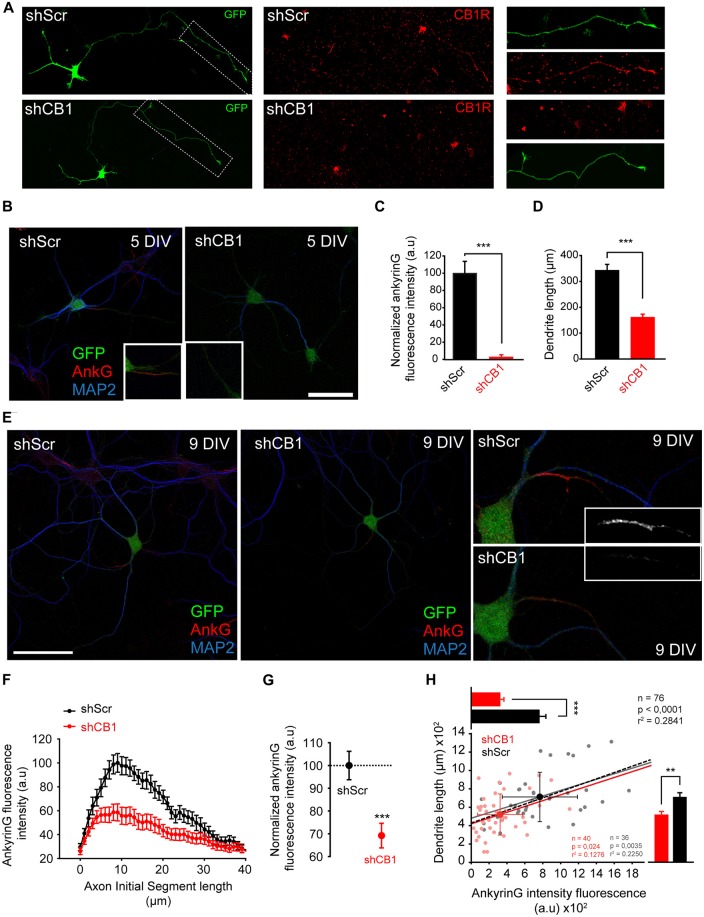 Early CB1R suppression decreases ankyrinG concentration at the AIS and reduces dendritic length. (A) 3-DIV hippocampal neurons nucleofected with scrambled interference RNA (shScr) or CB1R interference RNA (shCB1). Nucleofected neurons were identified based on GFP fluorescence. Surface CB1 receptor expression (red) was identified using a CB1R antibody that recognizes an extracellular epitope at the N-terminal domain. Note that CB1R staining was performed in living neurons at 37°C and neurons were rinsed quickly before fixation, generating the observed background. (B) Representative images of 5-DIV hippocampal neurons nucleofected with CB1R interference RNA (shCB1) or scrambled interference RNA (shScr). Neurons were stained with MAP2 antibody (blue) and ankyrinG antibody (red). Nucleofected neurons were identified based on GFP fluorescence. Insets show the AIS region. Note the strong reduction of ankyrinG staining and dendritic length in 5 DIV shCB1 neurons compared to shScr neurons. (C,D) Bar plots representing the mean ± SEM of normalized total AnkyrinG fluorescence intensity along the AIS (C) and total dendritic length of 5-DIV nucleofected neurons (D, n = 24, 13 shScr, 11 shCB1). (E) Representative images of 9-DIV hippocampal neurons nucleofected with CB1R interference RNA (shCB1) or scrambled interference RNA (shScr). Scale bar = 100 μm. The right panels show higher-magnification images of the AIS for the nucleofected neurons represented on the left panels. (F) AnkyrinG fluorescence intensity profile along the AIS of shScr- or shCB1-nucleofected neurons. Data were obtained from at least 40 neurons of each condition from three independent experiments. (G) Normalized ankyrinG total fluorescence intensity at the AIS for the neurons represented in (B). Mann-Whitney Rank test *** p < 0.001. (H) Cell-to-cell analysis of the relationship between dendrite length and ankyrinG total fluorescence intensity at the AIS in 9-DIV nucleofected neurons. Scatter plot illustrating the significant correlation between ankyrinG intensity fluorescence (x-axis) and dendrite length (y-axis) of 76 nucleofected neurons (36 shScr, gray dots; 40 shCB1, light red dots). Regression lines and the r2 and p values for all neurons (black), for shScr neurons (gray) and shCB1 neurons (red) are indicated on the graph (Pearson product moment test). Bright colored dots represent the average (± SD) for the two groups. The bar plots shown on the right and top of the graph represent the mean (± SEM) for the cells plotted for each group, and significant statistical differences are represented. Mann-Whitney Rank test. ***p < 0.001, **p < 0.01. a.u., arbitrary units.