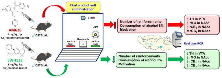 Representative picture of the experimental procedure and the main findings obtained with pharmacological modulation of CB2 receptors (CB2r) in the oral ethanol self-administration paradigm. Image adapted from Navarrete et al. Biochemical Pharmacology (2018) 157, 227–234.