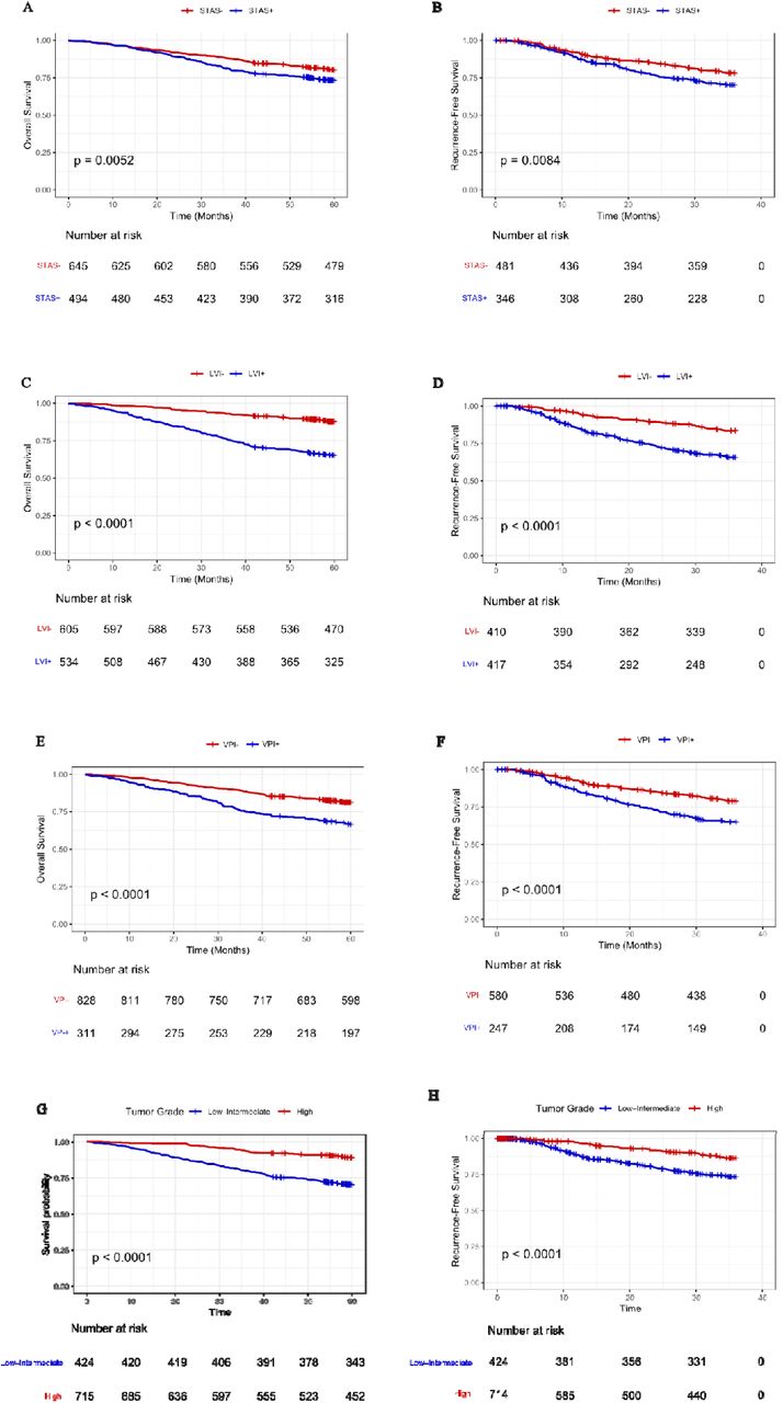 Prognostic significance of STAS, LVI, and VPI for overall survival (OS) and recurrence-free survival (RFS) in patients with resected LUAD from the discovery cohort (N = 1139). (A, B) OS and RFS according to STAS status; (C, D) OS and RFS according to LVI status; (E, F) OS and RFS according to VPI status; (G, H) OS and RFS according to the histologic grade. STAS: spread through air spaces, LVI: lymphovascular invasion, VPI: visceral pleural invasion.