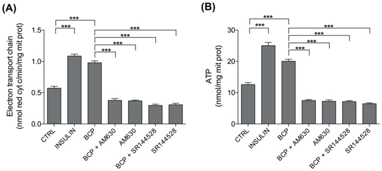 Effects of BCP on mitochondria metabolism. C2C12 cells were left untreated (CTRL) or treated with insulin (25 nM for 30 min; INS), BCP (10 nM for 30 min), AM630 (5 µM for 2 h) or SR144528 (5 µM for 2 h), alone or in combination with 10 nM BCP, added in the last 30 min. The electron flux from complex I to complex III (A) and the levels of ATP (B) were measured spectrophotometrically in mitochondrial extracts in triplicate. Data are expressed as means ± SEM (n = 3). *** p < 0.001.