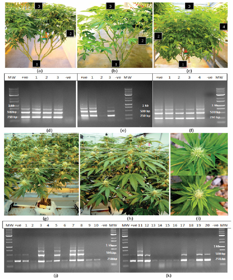 Sampling of different tissues from cannabis stock and flowering plants for hop latent viroid. (a–c) Stock plants of three genotypes were sampled at positions (labelled 1–4) corresponding to roots and leaves from the bottom, middle and top of the canopy. (d–f) RNA banding patterns following RT-PCR of samples from the plants shown in (a–c). Multiple bands were observed in all samples except for a sample from the lower position of the plant in (b). The band sizes were approx. 256 bp, 512 bp and 768 bp. (g) Symptoms of overall stunted growth and reduced inflorescence development due to HLVd infection on a plant of genotype A5 in a flowering room containing trial plants. (h) A noninfected plant shows larger overall plant size and inflorescence development. (i) Comparison of inflorescence development in a noninfected plant (top) and an HLVd-infected plant (bottom) shows reduced overall size and chlorophyll development due to infection. (j,k) RT-PCR analysis of flowering stem tissues from 20 randomly selected symptomatic plants within a trial greenhouse compartment show that the presence of a 256 bp size fragment characteristic of HLVd in all plants, while 9 plants showed multiple banding patterns similar to those observed in stock plants.