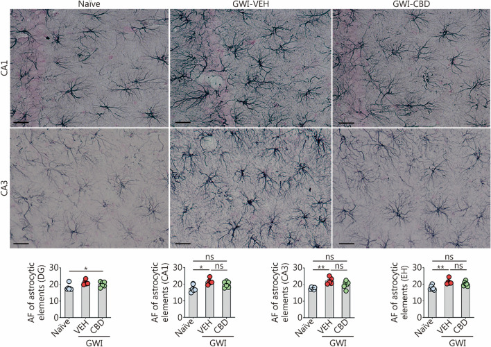 CBD treatment reduced astrocyte hypertrophy in the hippocampus of rats with chronic GWI. Figures illustrate examples of GFAP+ astrocytes in the hippocampal CA1 and CA3 subfields from naïve control, GWI-VEH, and GWI-CBD groups (scale bar = 25 μm). The bar charts compare the AF of astrocytic elements in the DG, CA1 subfield, CA3 subfield, and EH across groups. *P < 0.05, **P < 0.01, ns non-significant. Please refer to Table S3 in Additional file 1 for detailed statistical information. CBD cannabidiol, GWI Gulf War Illness, GFAP glial fibrillary acidic protein, VEH vehicle, AF area fraction, DG dentate gyrus, CA cornu ammonis, EH entire hippocampus