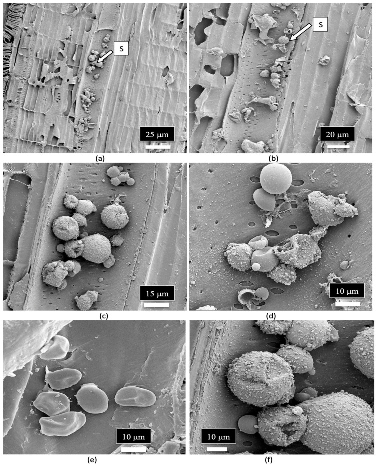 Scanning electron microscopic images of the xylem vessel elements inside the stem of a cannabis mother plant. The surrounding walls of the vessel elements were broken apart to show the presence of fungal spores inside the vessel elements. (a,b) A range of spore types (S) can be seen lining the vessel element. (c,d) Close-up views of the mostly spherical spores that represent different sizes, presumably of different fungal species. Some spores appear to be collapsed. (e,f) Magnified views of different spore types in the xylem vessel elements. Some spores appear to be coated by a biofilm of unknown source.