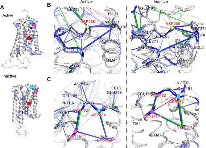The interaction network of extracellular loop interface of CB1. (A) The location of D176 (D2.63) (pink), D184 (cyan), D266 (lemon), and D163 (D2.50) (red) in active and inactive CB1 structures. (B) The interaction network among ECL2, TM5, TM6, and ECL3 of active and inactive CB1. (C) The interaction network among N-terminus, TM2, ECL1, TM3, and ECL2 of both activation states. Attractive interactions are colored according to wildtype (blue) and mutant (green) CB1. Repulsive interactions (only mutant CB1 appeared) are also colored wildtype (magenta) and mutant (orange). Each thickness of bond is the amount of pairwise interaction energy.