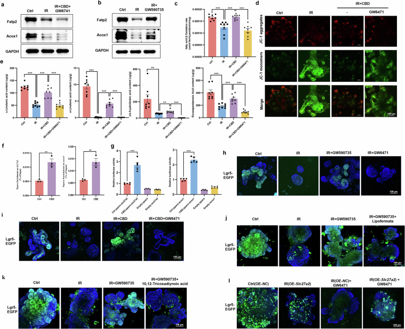 PPARα is a predominant regulator of the CBD-mediated FAO program during IR damage.a, b With intestinal organoids, the PPARα antagonist GW6471 (4 μM) was found to abolish the effect that CBD rescued Fatp2 and Acox1 protein levels after IR damage (a), while the PPARα agonist GW590735 (1 nM) restored Fatp2 and Acox1 protein levels decreased by IR (b). c–e GW6471 abolished the effect that CBD rescued the decreased rate of FAO in crypts (c), decreased levels of mitochondrial membrane potential in intestinal organoids (d) and exogenous FAs in crypts (e) caused by IR. f, g CBD stimulated the transcriptional activation of Slc27a2 and Acox1 by PPARα with ChIP (f) and dual-luciferase assays (g). h, i GW590735 triggered Lgr5+ ISCs proliferation (h) while GW6471 inhibited the radioprotective effect of CBD on ISCs (i). j, k The proliferation of Lgr5+ ISCs triggered by GW590735 was inhibited by lipofermata (j) or 10,12-tricosadiynoic acid (k). l GW6471 counteracted the effect of Slc27a2 overexpression on ISCs proliferation during IR damage. The results are expressed as the mean ± s.d. **P < 0.01 and ***P < 0.001.