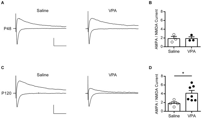 AMPA—NMDA ratio is increased in adult but not adolescent VPA mPFC neurons. (A) Example EPSCs recorded from visually identified pyramidal neurons in layer V/VI mPFC from adolescent rats (P45–P49). Negative traces represent inward evoked currents from neurons patch-clamped at −70 mV, positive traces represent outward evoked currents from neurons patch-clamped at +40 mV. Scale bar 50 ms, 100 pA. (B) Average AMPA/NMDA ratio from adolescent rats exposed to saline or VPA in utero. (C) Similar evoked example EPSC traces from visually identified deep layer pyramidal neurons from adult rats (P110–P130). (D) Average AMPA/NMDA ratio from adult rats exposed to saline or VPA in utero. Data points represent AMPA/NMDA ratio from individual animals. Data shown as mean ± s.e.m.; * p < 0.05.