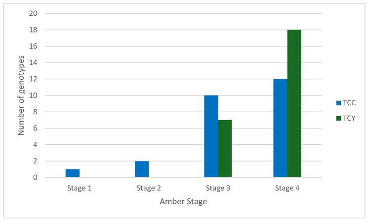 The number of genotypes where the total cannabinoid concentration (TCC) and total cannabinoid yield (TCY) peaked at each amber stage. LCMS data on all cannabinoids analyzed are present in Supplementary Table S1.