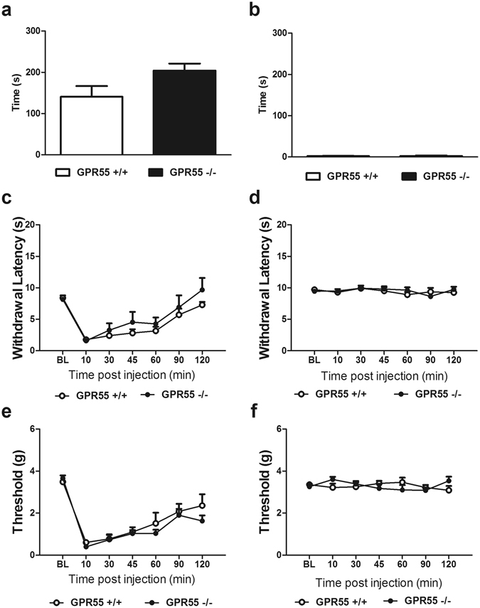 GPR55 KO and WT mice display comparative levels of capsaicin-evoked nocifensive behavior, mechanical and thermal hyperalgesia. (a) A trend toward higher levels of capsaicin-evoked nocifensive behavior was observed in GPR55 KO relative to WT mice but (b) no difference in nocifensive behavior was observed between genotypes in mice receiving vehicle (i.pl.). Data are expressed as mean ± SEM (n = 6 per group). 2-tailed t-test. Levels of capsaicin-evoked (c) thermal and (e) mechanical hypersensitivity do not differ between GPR55 KO and WT mice. (d) Thermal paw withdrawal latencies and (f) mechanical paw withdrawal thresholds did not differ between GPR55 KO and WT mice receiving vehicle (i.pl.). Data are expressed as mean ± SEM (n = 6 per group). 2-way ANOVA.
