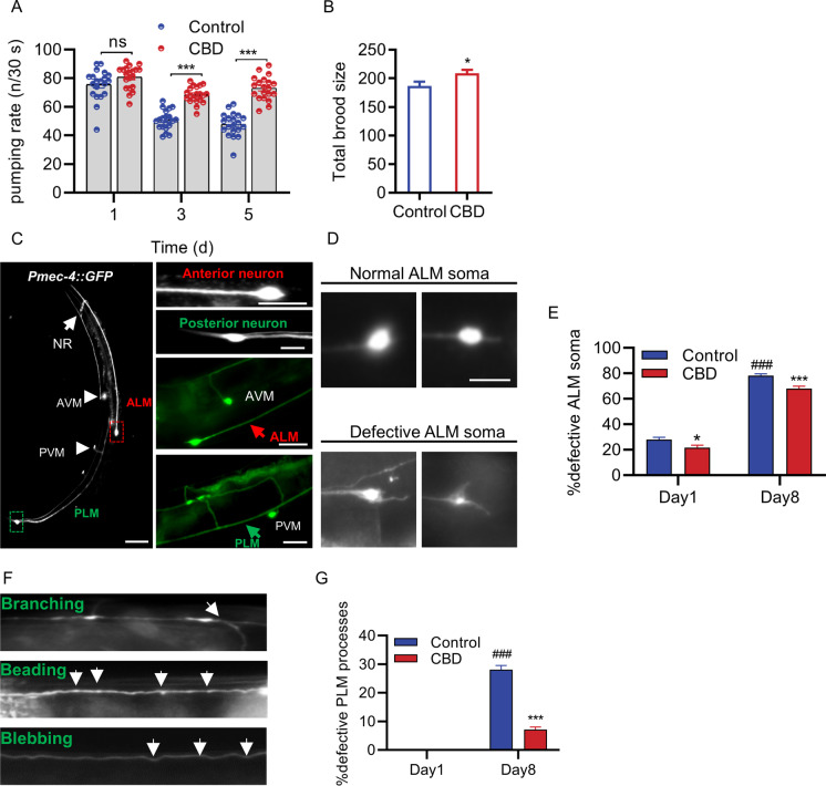 CBD improves healthspan and neuronal health during aging in C. elegans. A Pharyngeal pumping rate at days 1, 3, and 5 of adulthood in worms treated with 1 µM CBD or vehicle, n = 20–25 animals per group. Values are mean ± SEM. **p ≤ 0.01, *** p ≤ 0.001 using an unpaired t test. B Comparison of total brood size between groups treated with 1 µM CBD or vehicle, n = 20–25 animals per group. Values are mean ± SEM. *p ≤ 0.05 using an unpaired t test. C Confocal fluorescent images with GFP-visualized touch receptor neurons in day 2 adults. The strain QH3135zdls5 [Pmec-4::GFP] contains an integrated transgene expressing GFP in ALM (L/R) (red arrowhead) and PLM (L/R) (green arrowhead) neuron pairs, and in AVM and PVM (arrowhead) neurons. The dashed boxes indicate the regions in the soma of ALM neuron (red) and PLM neuron (green). Scale bar = 50 µm (left panel), scale bar = 10 µm (right panel). D Representative images of normal ALM soma and defective ALM soma. Scale bar = 10 µm. E quantification of ALM neurons with defective soma in WT worms treated with or without CBD in day 1 and day 8. *Compared with control group; #compared with control group in day 1. *p ≤ 0.05, *** p ≤ 0.001, ### p ≤ 0.001 by unpaired t test. F Representative confocal fluorescent images of age-dependent defects in PLM processes. Arrows mark neurite branching, beading, and blebbing. Scale bar = 25 µm. G Quantification of the PLM process defects in WT worms treated with or without CBD in day 1 and day 8. At least 30 neurons were scored per time point. Values are mean ± SEM of three independent experiments. *Compared with control group; #compared with control group in day 1. *** p ≤ 0.001, ### p ≤ 0.001 by unpaired t test