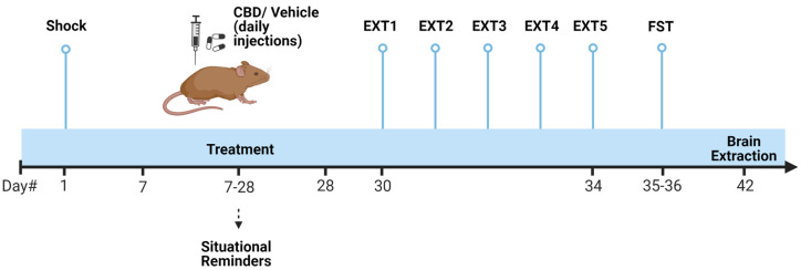 Experimental design. Female rats were subjected to a severe foot shock (1.5 mA, 10 s) followed by exposure to four one-minute contextual situational reminders (SRs) on days 7, 14, 21, and 28. CBD (10 mg/kg) or vehicle (1 mL/kg) were administered i.p. for three weeks. From days 30 to 34, rats underwent 5 extinction (Ext) trials, followed by the forced swim test (FST). On day 42, the rats were sacrificed, and brain tissues from the mPFC and vSUB were collected for mRNA analysis of inflammatory genes (il1β, il6, and tnfα).
