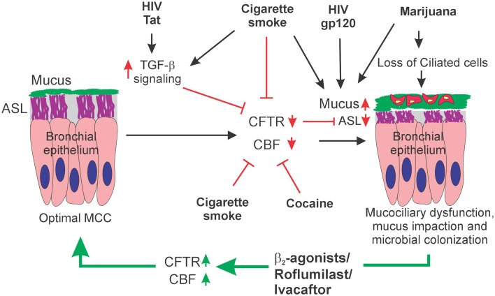 Schematic model of HIV and substance abuse induced Mucociliary dysfunction. HIV Tat and Cigarette smoke can inhibit CFTR biogenesis and function. HIV Tat increases TGF-β1 mRNA levels with a corresponding decrease in CFTR mRNA. Cigarette smoke can suppress CFTR biogenesis by TGF-β1 signaling or directly inhibit CFTR function by trapping surface CFTR in aggregosomes. Cigarette smoke, marijuana and cocaine can also inhibit the Ciliary component of MCC by decreasing CBF or ciliostasis (by cocaine). Marijuana smoking can lead to a loss of ciliated cells in the airway epithelium. The effects of these drugs on the ciliary component can synergize with the effects of HIV Tat mediated suppression of CFTR leading to a pronounced suppression of MCC. A combination of HIV gp120, Cigarette smoke and/or Marijuana can also promote mucus hypersecretion in the milieu where CFTR function is already attenuated by Tat and cigarette smoke leading to Dysregulation of all the principal components of the MCC system. Dysregulation of one or more components of the MCC system will lead to mucus impaction and microbial colonization. Pharmaceutical drugs that increase intracellular cAMP by either activating cyclase or inhibiting phosphodiesterase when used in combination with CFTR potentiators like Ivacaftor can restore one or more components of the MCC and repair the mucociliary dysfunction.
