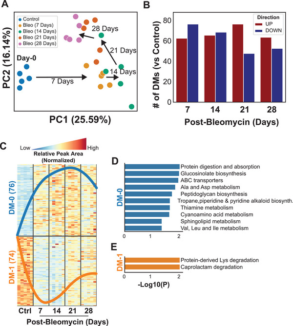 Metabolomics data analysis. A) Principal Component Analysis (PCA) showed each time point from mice at day 0 (control), and 7‐, 14‐, 21‐, and 28‐days after the bleomycin administration (n = 5 per group). B) The number of differential metabolites (DMs, FDR < 0.05) showed significant metabolic differences between control and post‐bleomycin mice. C) The trend of normalized relative peak area of metabolites that were significantly different in at least two time points compared to control showed that most up‐regulated metabolites (DM‐0) were peaking on 21 days and down‐regulated metabolites (DM‐1) on 7 days post bleomycin. D,E) Significantly associated pathways (p‐value < 0.05) with metabolites in DM‐0 and DM‐1 of the commonly dysregulated genes in at least two time points.