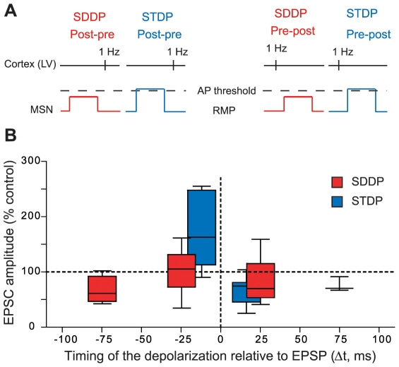 Comparison of the occurrence, orientation, magnitude and temporal extent of SDDP and STDP.(A) Schematic representations of post-pre and pre-post SDDP and STDP protocols (the two protocols differ by the presence or not of a postsynaptic action potential). (B) Long-term synaptic efficacy changes evoked by SDDP and STDP protocols illustrated with Box and Whiskers plots. When compared to SDDP, STDP changes were strictly orientated. SDDP changes were inducible in wider time windows than STDP (+/−110 vs. +/−30 ms). sdLTP were induced in a time window 1.7 fold wider than those of STDP LTP while the time window for sdLTD induction was 3.3 fold wider when compared to STDP LTD. Data concerning STDP experiments are taken partly from a previous study (Fino et al., 2005), with the addition of new experiments performed in perforated patch-clamp (n = 6).