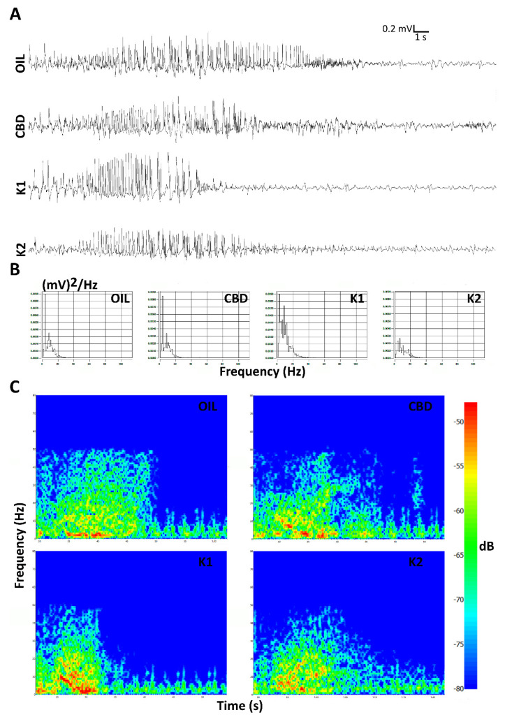 Seizures induced after the last session of 6-Hz corneal stimulation are illustrated. Seizures induced in K1- and K2-treated mice seemed to partially differ from those displayed by mice treated with either CBD alone or olive oil in the last session of the 6-Hz test. In (A), electrocorticographic (ECoG) traces are reported for all treatment groups. The power spectral density and power attenuation maps are represented, respectively, in (B,C). Scale: 0.2 mV/s. OIL, olive oil; CBD, cannabidiol; K1, hemp oil 1; K2, hemp oil 2.