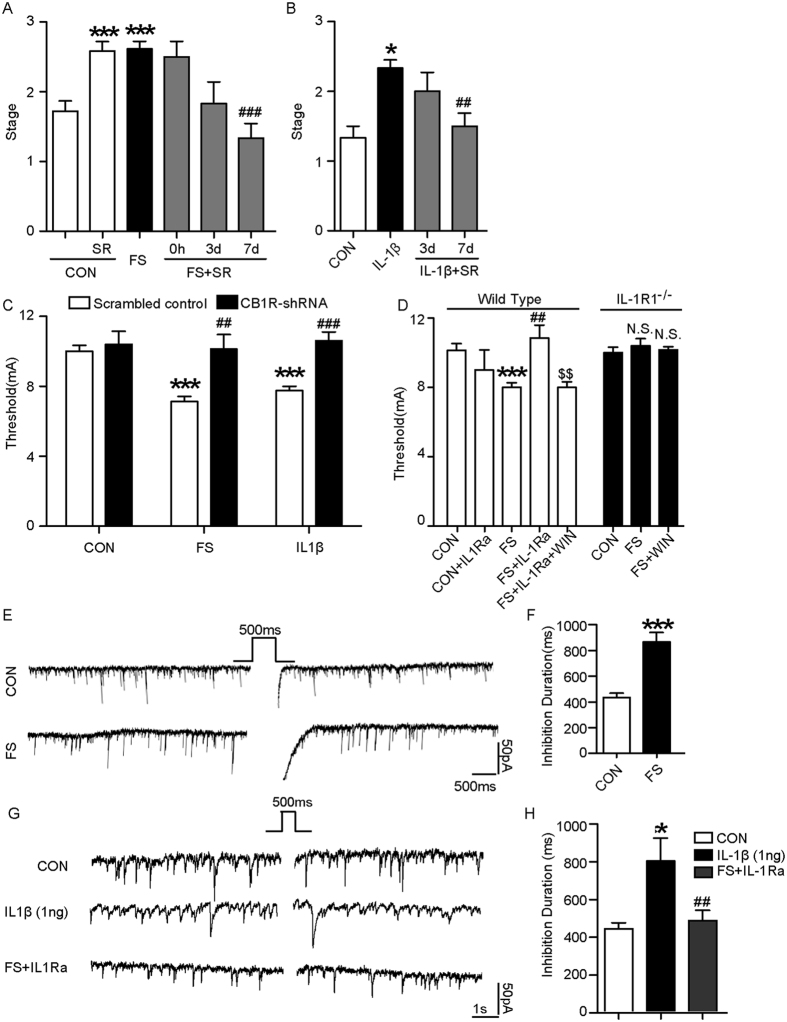 CB1R mediates the effect of IL-1β on seizure susceptibility after prolonged FS.(A,B) MES-induced seizure stages of rats treated with SR 141716 A (SR) after FS or IL-1β (three experiments; n = 8 in control group, n = 8 for other groups in A; n = 7 in FS group and n = 6 in other groups). (C) Threshold to the onset of MES-induced generalized seizures in mice transducted with CB1R-shRNA or scrambled shRNA lentivirus after prolonged FS or IL-1β injection (three experiments; n = 8/group). (D) Seizure threshold to the onset of MES-induced generalized seizures in wild-type and IL-1R1−/− mice treated with WIN 55,212-2 after prolonged FS or IL-1Ra after prolonged FS (three experiments; wild-type mice: n = 6–8/group). (E) Typical traces recorded in the CA1 pyramidal neurons of hippocampal slice from prolonged FS and age-matched control group (two-tailed Student’s t-test, n = 22 neurons/group). (F) Typical traces recorded in the CA1 pyramidal neurons of hippocampal slice from IL-1β and IL-1Ra treated group (two-tailed Student’s t-test, n = 25 neurons/group). *P < 0.05, and ***P < 0.001 compared to control group; ##P < 0.01, ###P < 0.001 compared to FS or IL-1β; $$P < 0.01 compared to FS + IL-1Ra group. One-Way ANOVA with Turkey’s post-hoc test. Error bars indicate S.E.M. N.S., not significant.