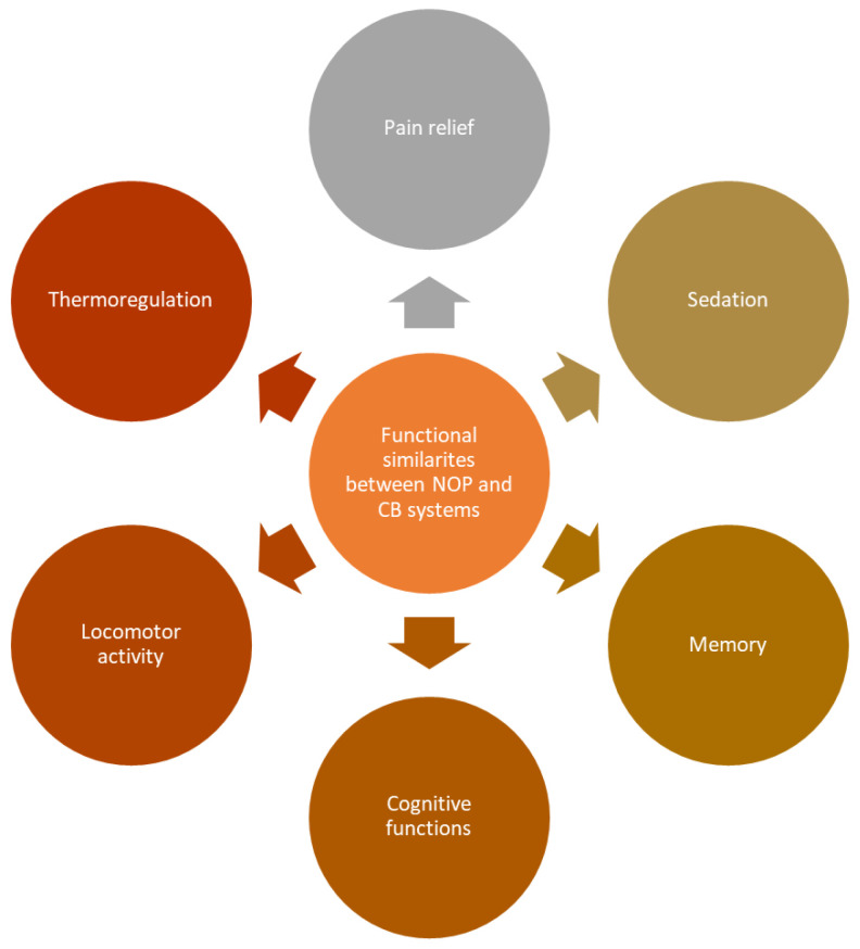 Functional similarities between NOP and CB systems.